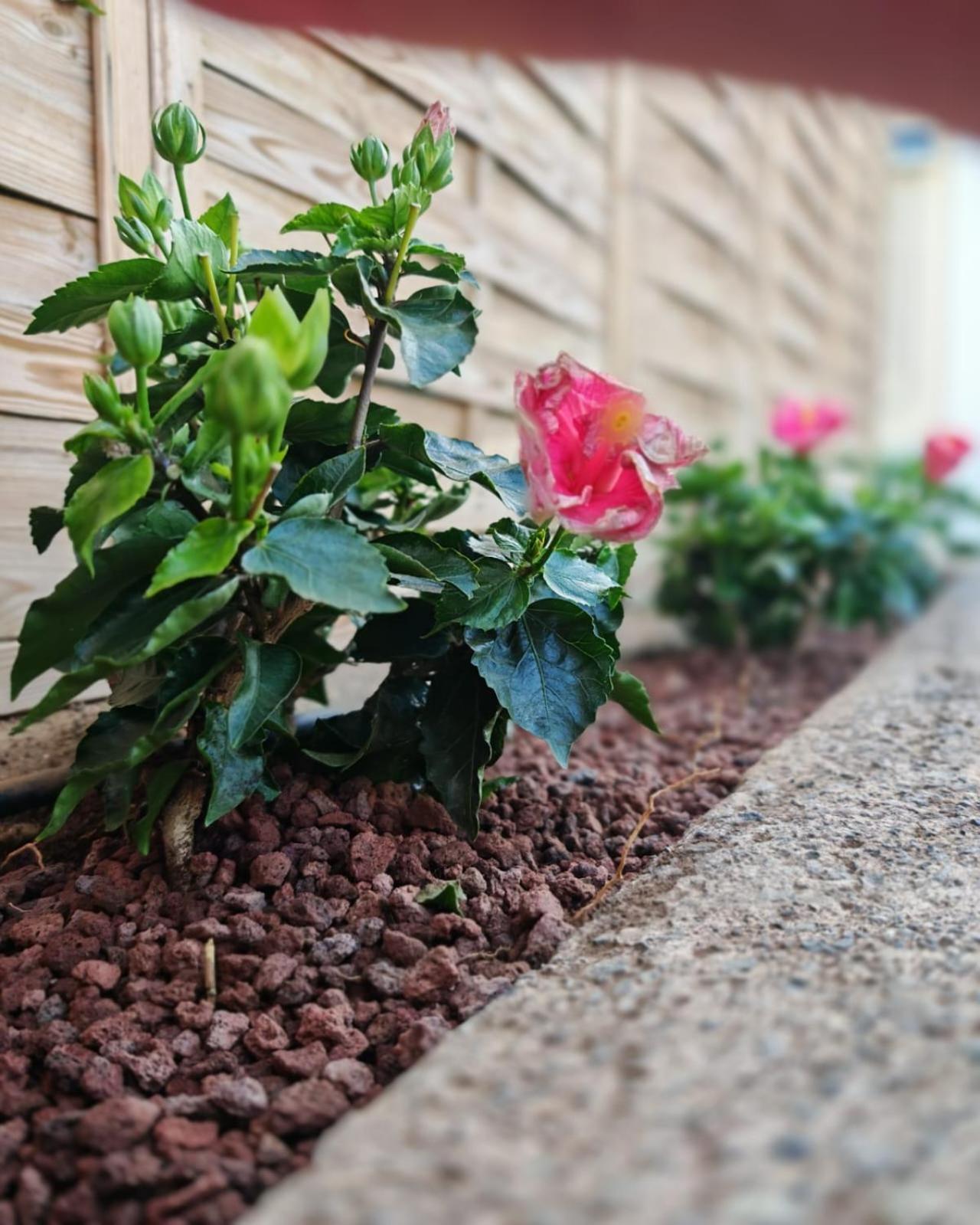 Apartament Complejo Sun's Gardens -